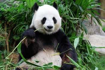 Для панд построят экологические коридоры в Поднебесной