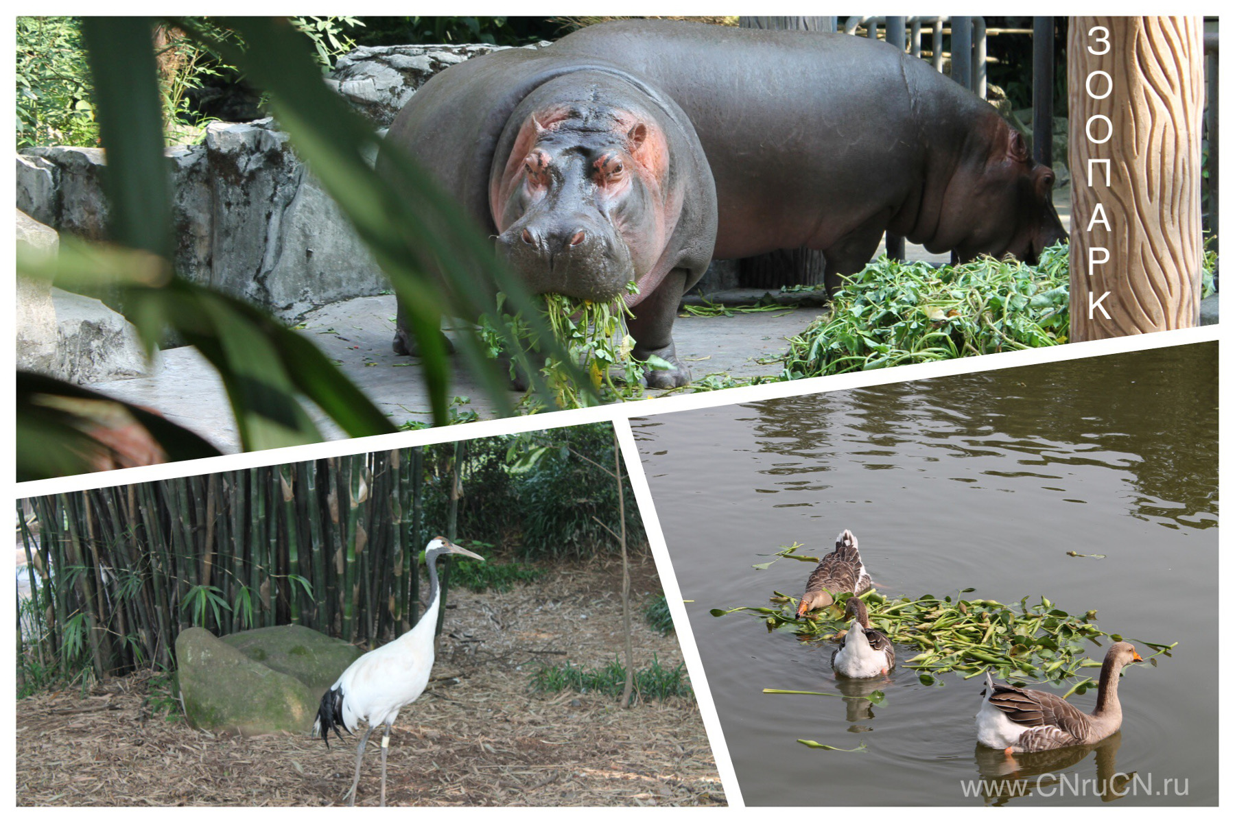 Зоопарк в Чунцине, экскурсии. 