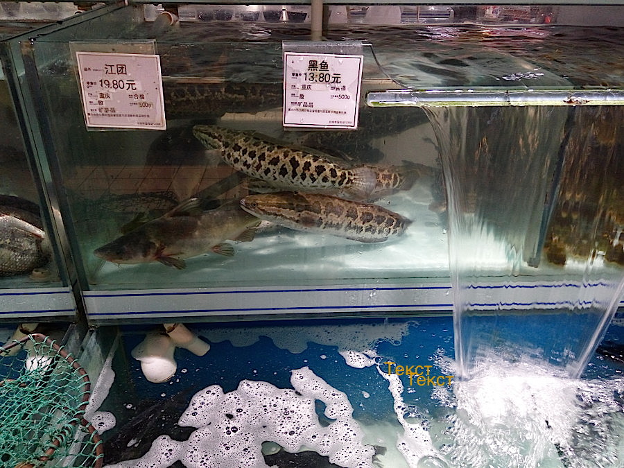 свежая рыба в Китае