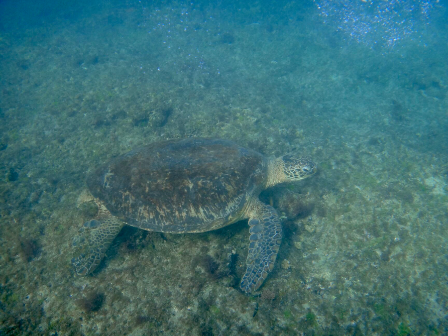 Морские черепахи на Тайване