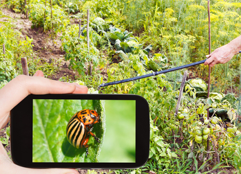 В битву с насекомыми в Китае вступает смартфон