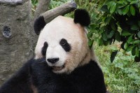 Панда в Чунцине или Чэнду