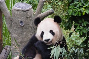 panda3