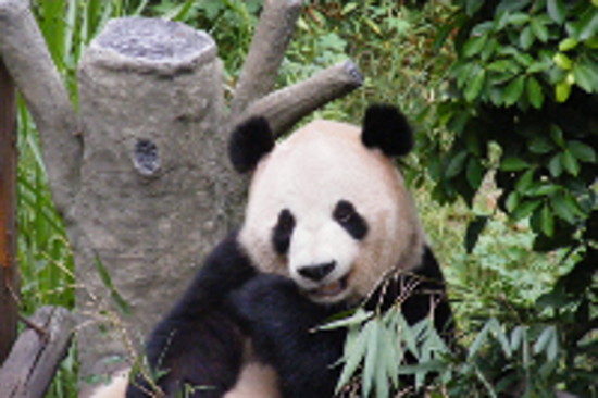 Достопримечательности Чунцина. Панда в зоопарке в Чунцине 