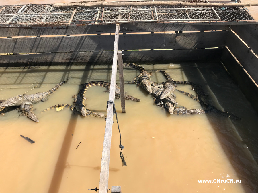 Крокодилы в Тонлесап